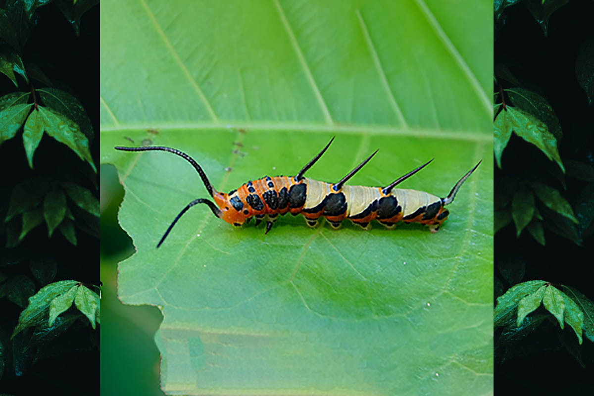 Estágio imaturo de Marpesia petreus petreus