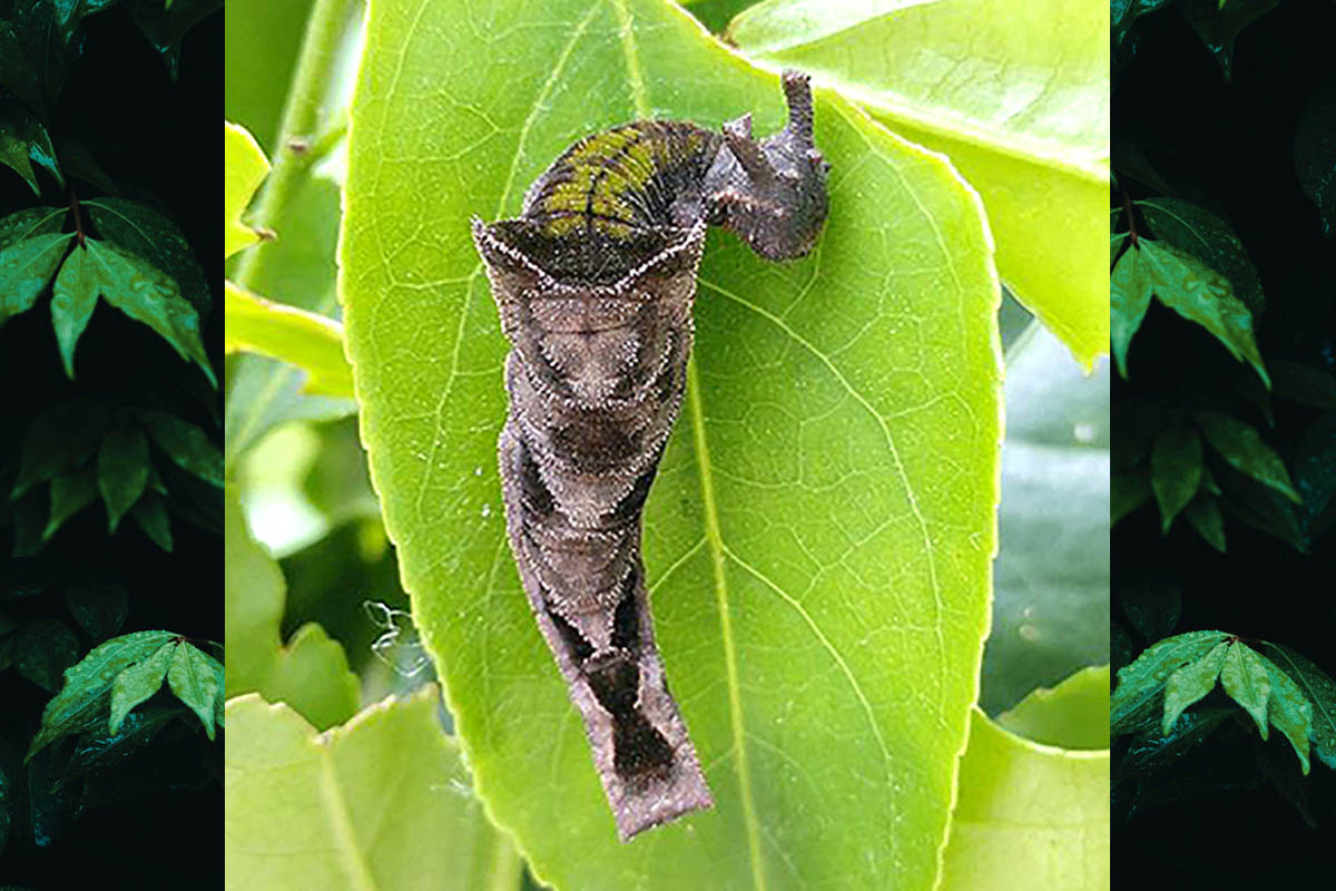 Estágio imaturo de Zaretis strigosus