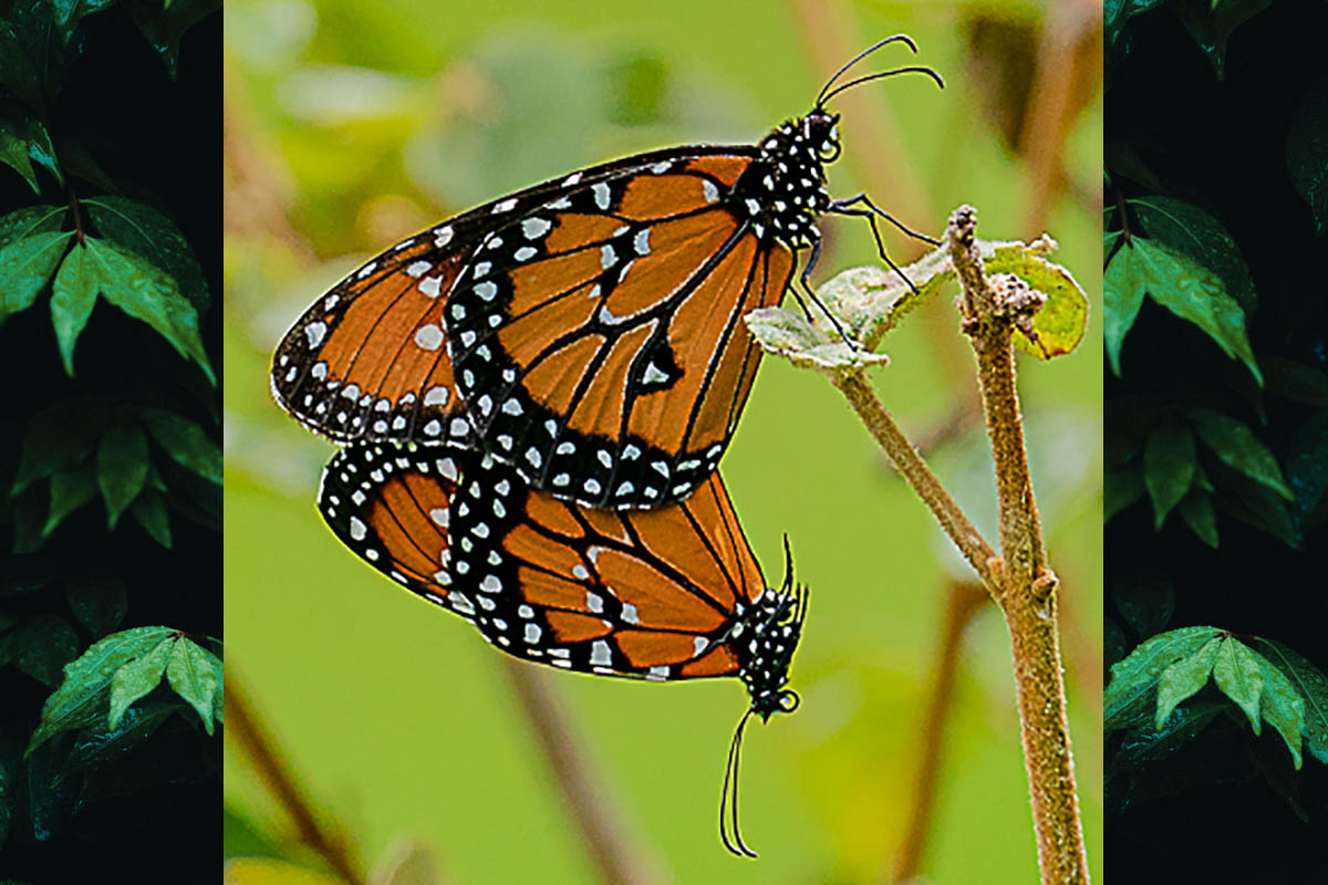 Ventral de Danaus gilippus gilippus