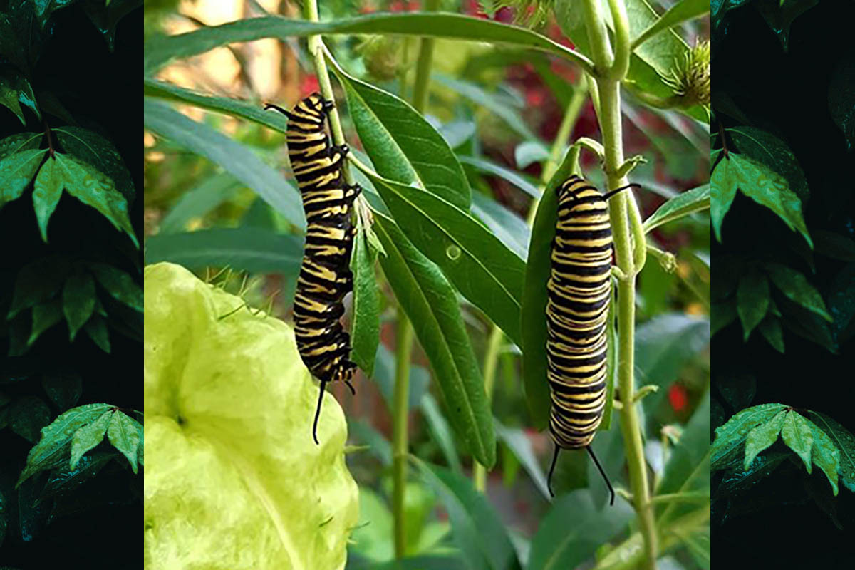 Estágio imaturo de Danaus erippus