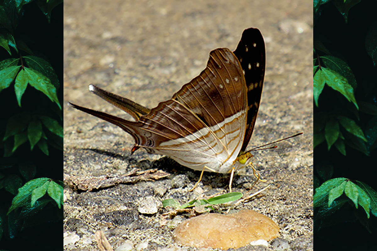 Ventral de Marpesia chiron marius