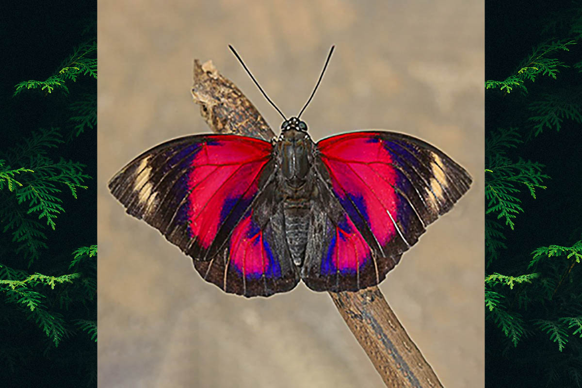 Dorsal de Prepona claudina godmani