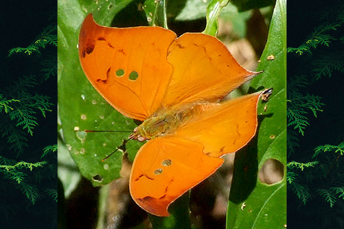 Dorsal de Zaretis strigosus