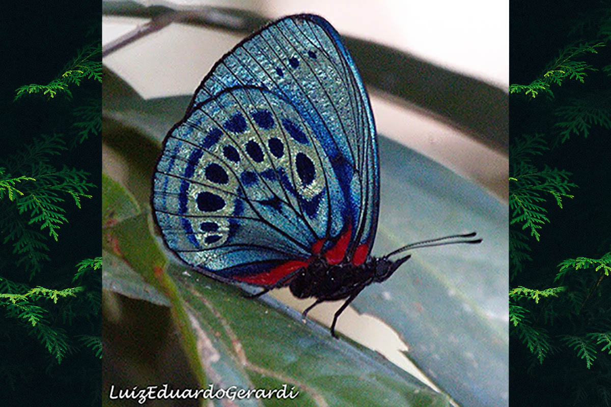 Ventral de Asterope leprieuri
