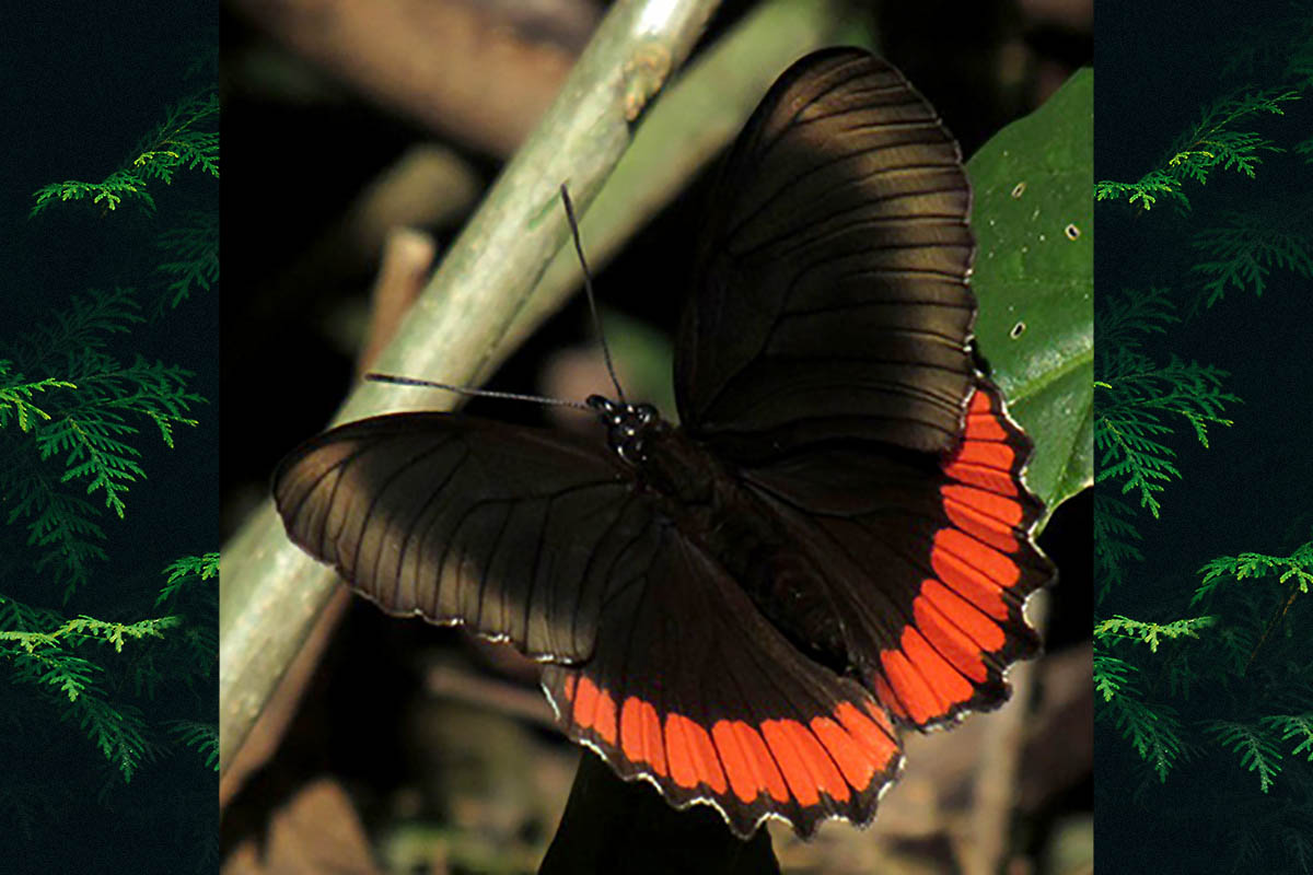 Dorsal de Biblis hyperia nectanabis