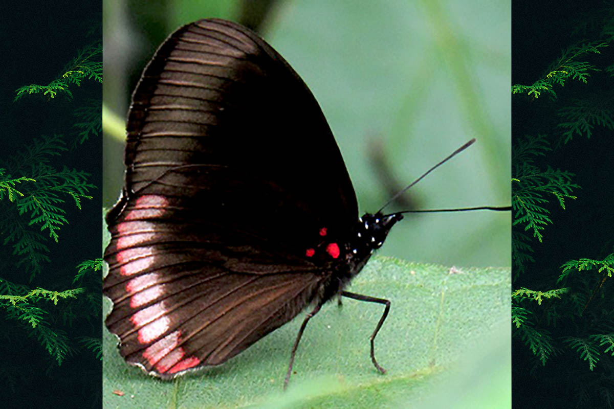 Ventral de Biblis hyperia nectanabis