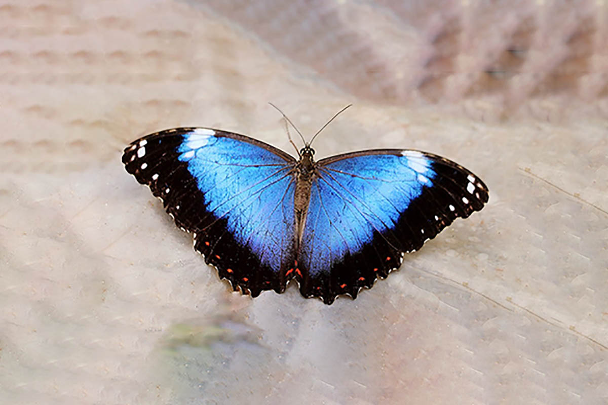 Dorsal de Morpho anaxibia