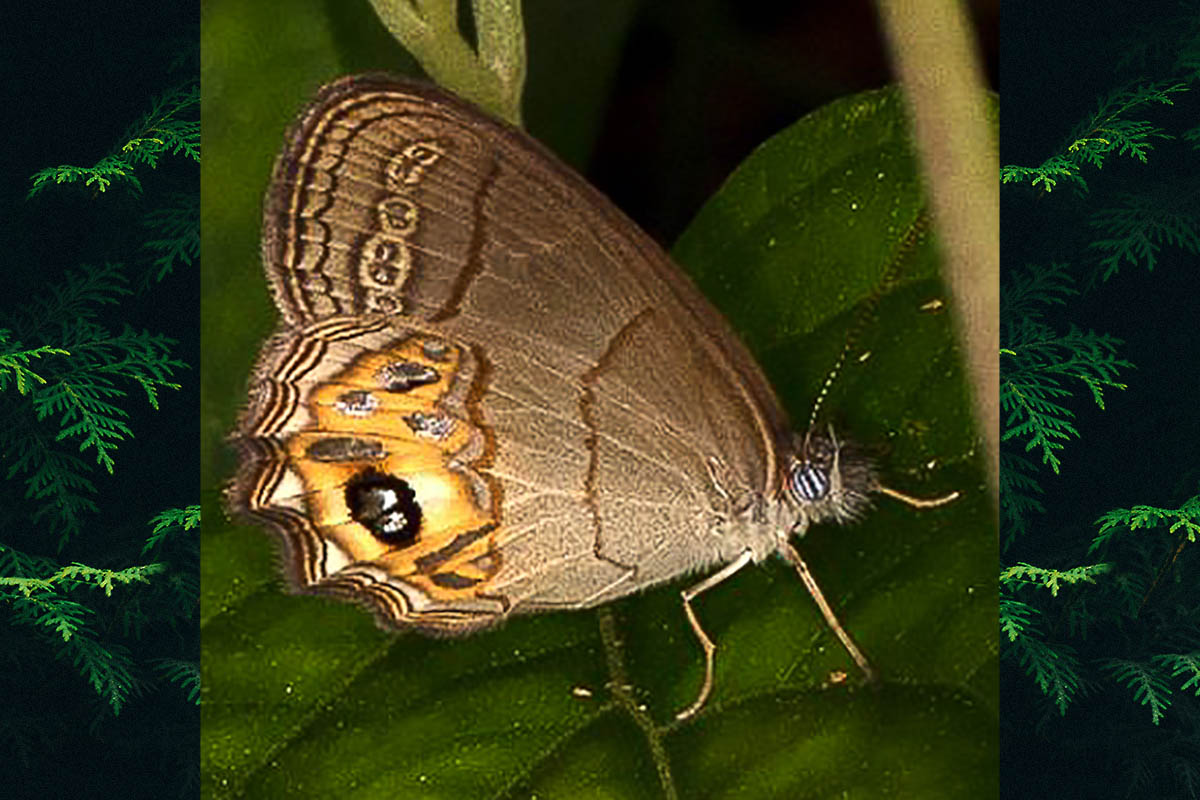 Ventral de Argentaria cosmophila