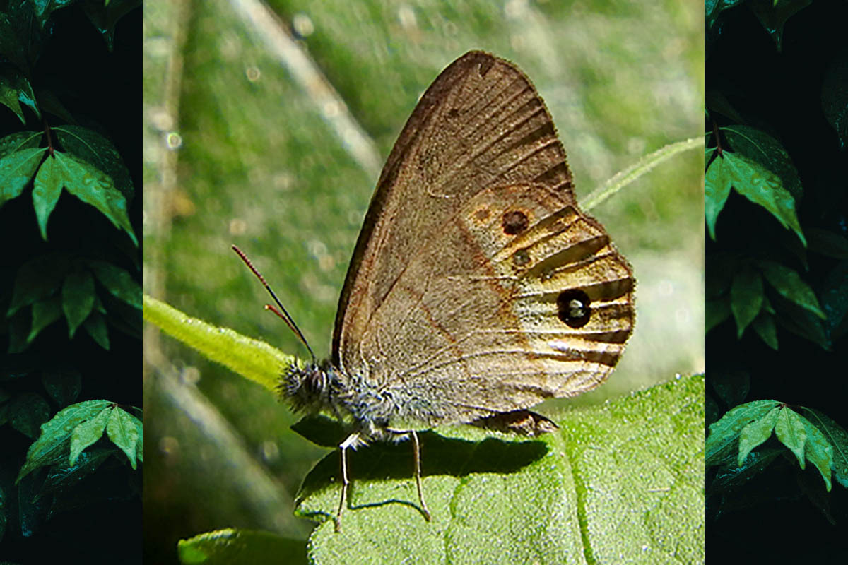 Ventral de Argentaria clorimena