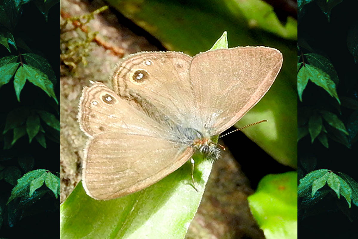 Dorsal de Argentaria cosmophila