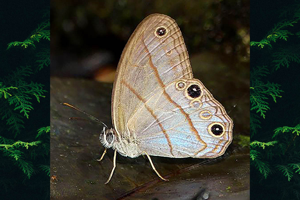 Ventral de Amiga arnaca arnaca