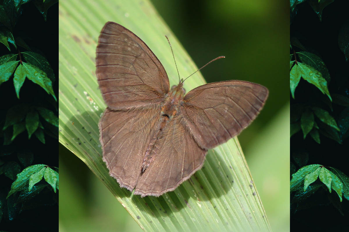 Dorsal de Capronnieria galesus