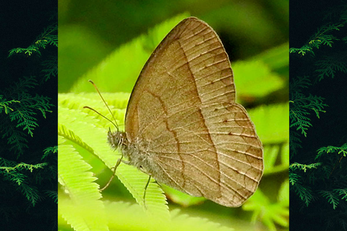 Ventral de Capronnieria galesus