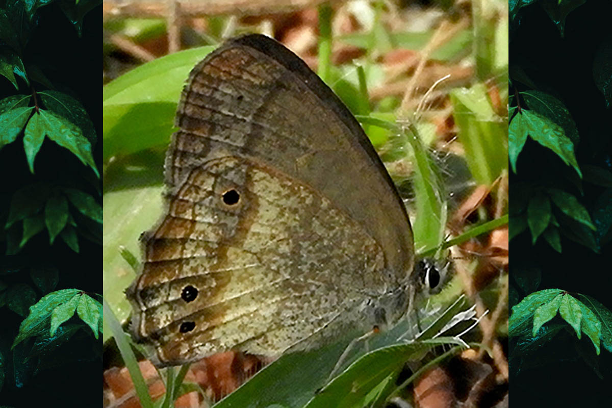 Ventral de Carminda griseldis