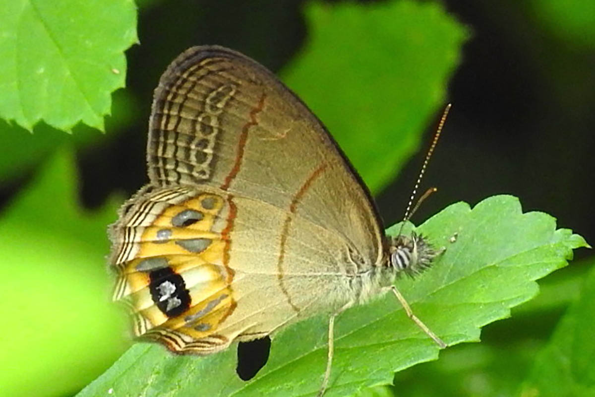 Ventral de Argentaria pagyris