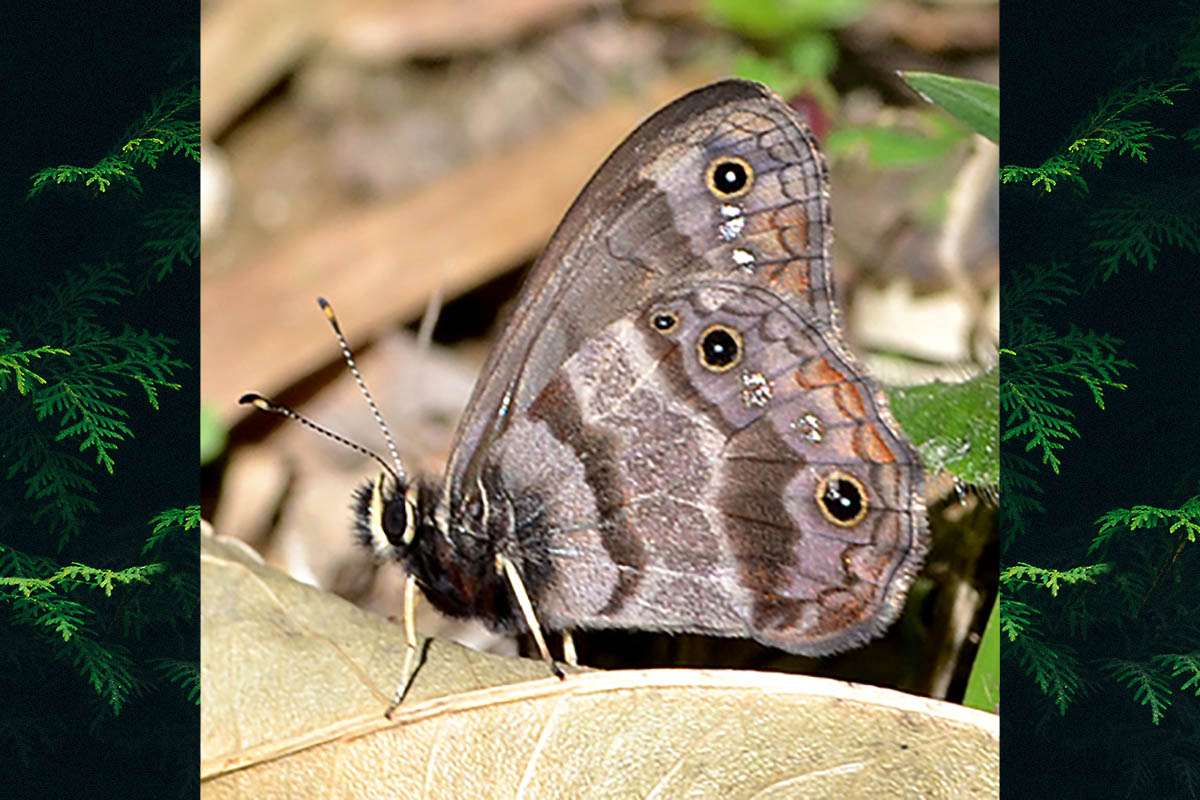 Ventral de Atlanteuptychia ernestina