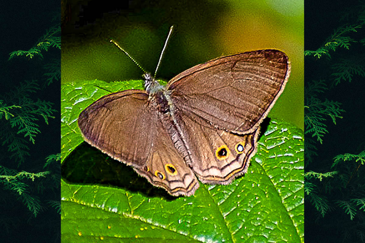 Dorsal de Argentaria pagyris