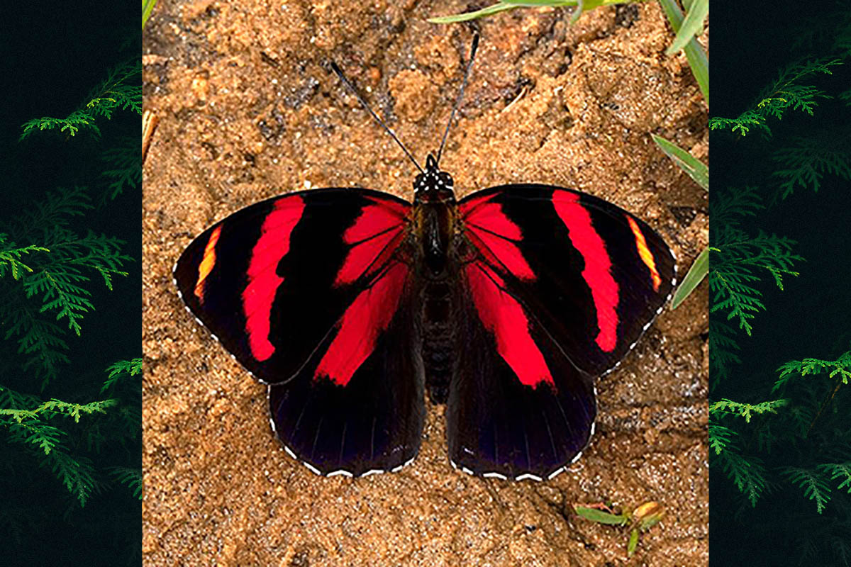 Dorsal de Callicore sorana sorana