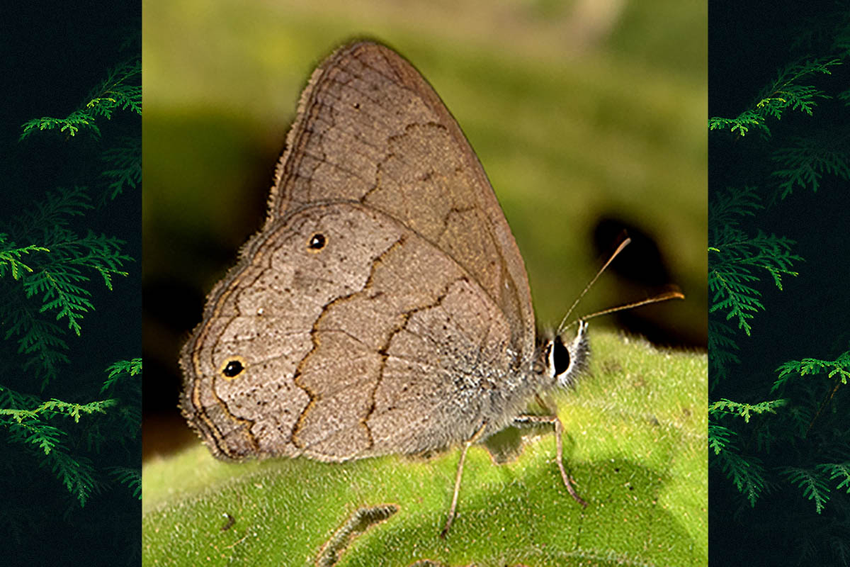 Ventral de Cissia eous