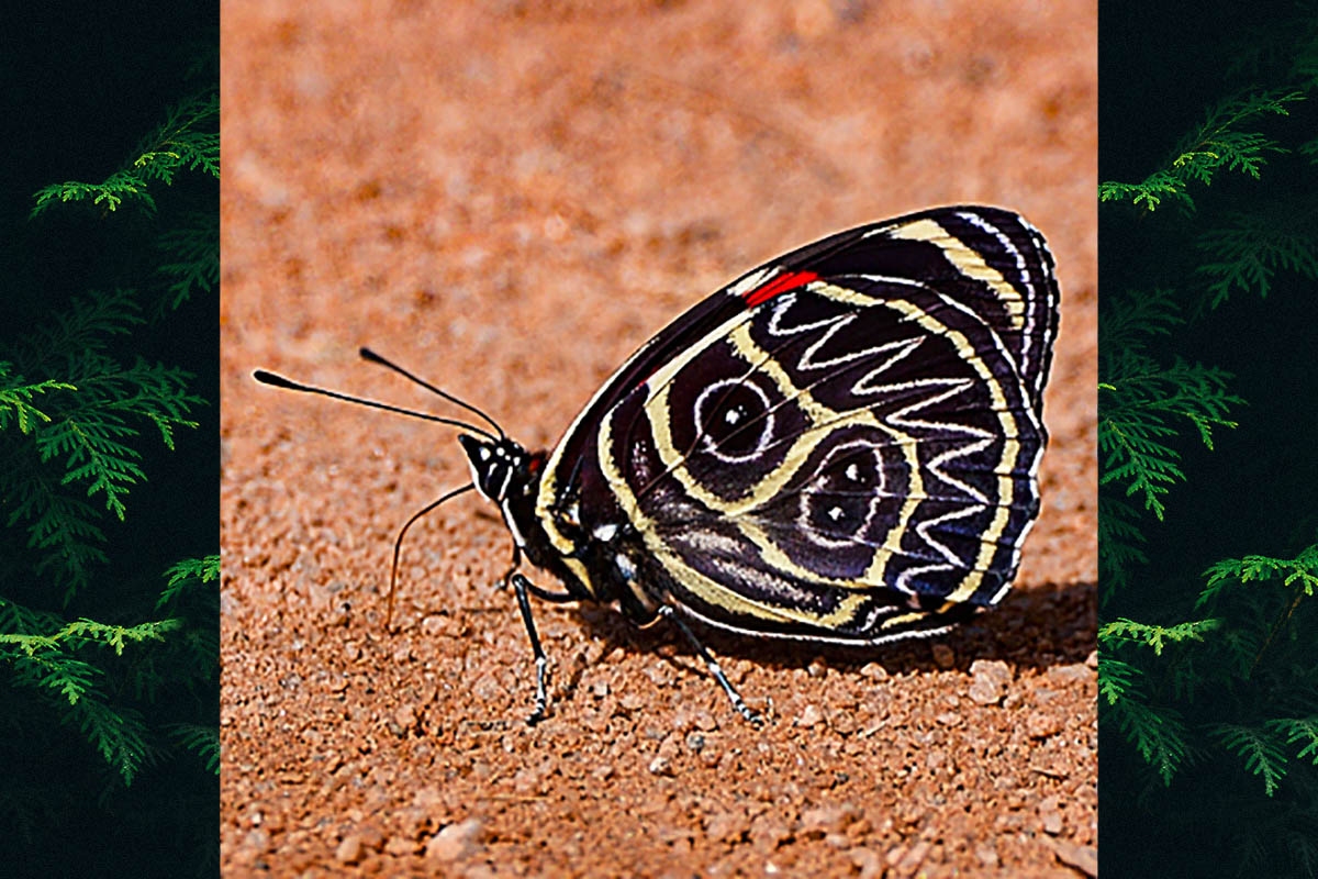 Ventral de Callicore sorana sorana