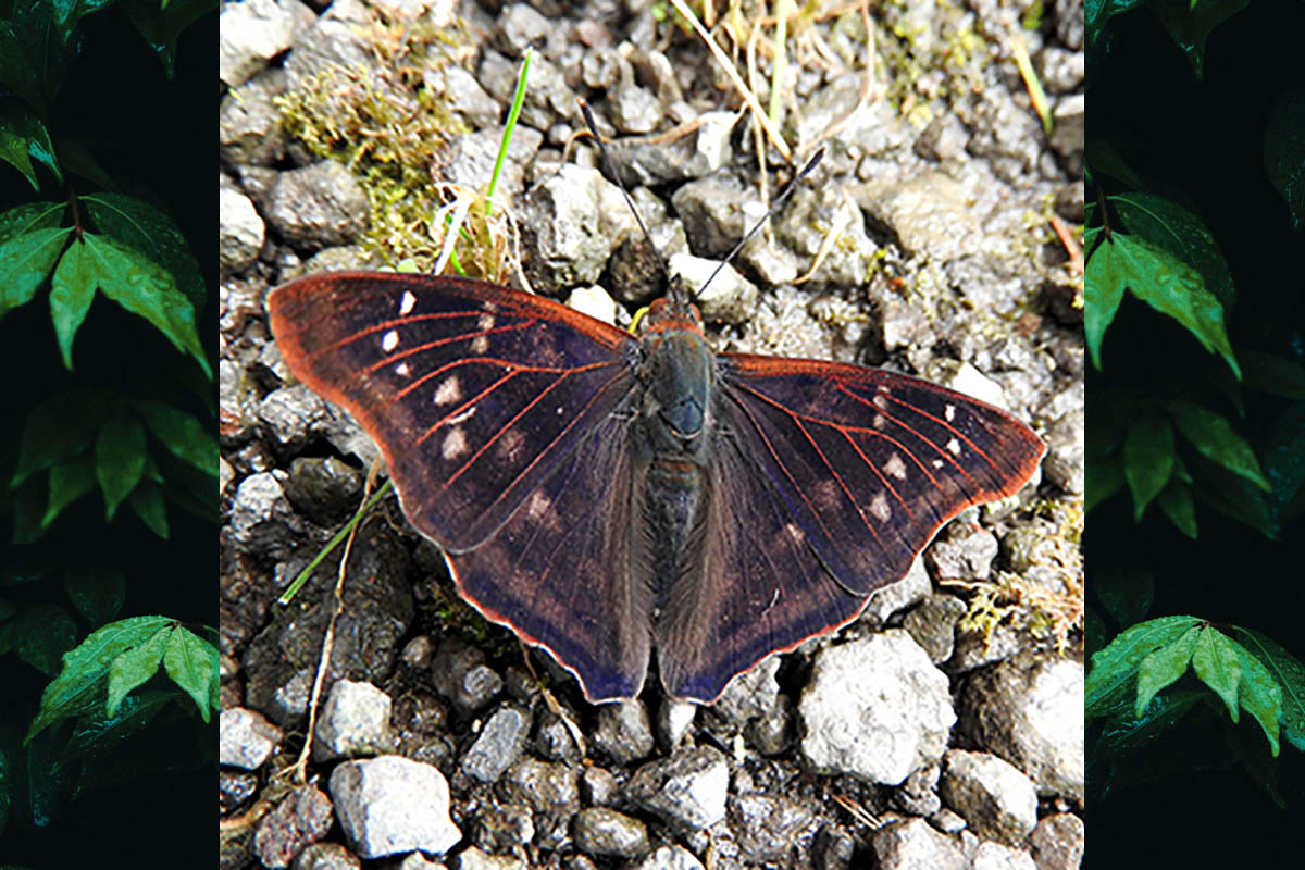 Dorsal de Doxocopa kallina