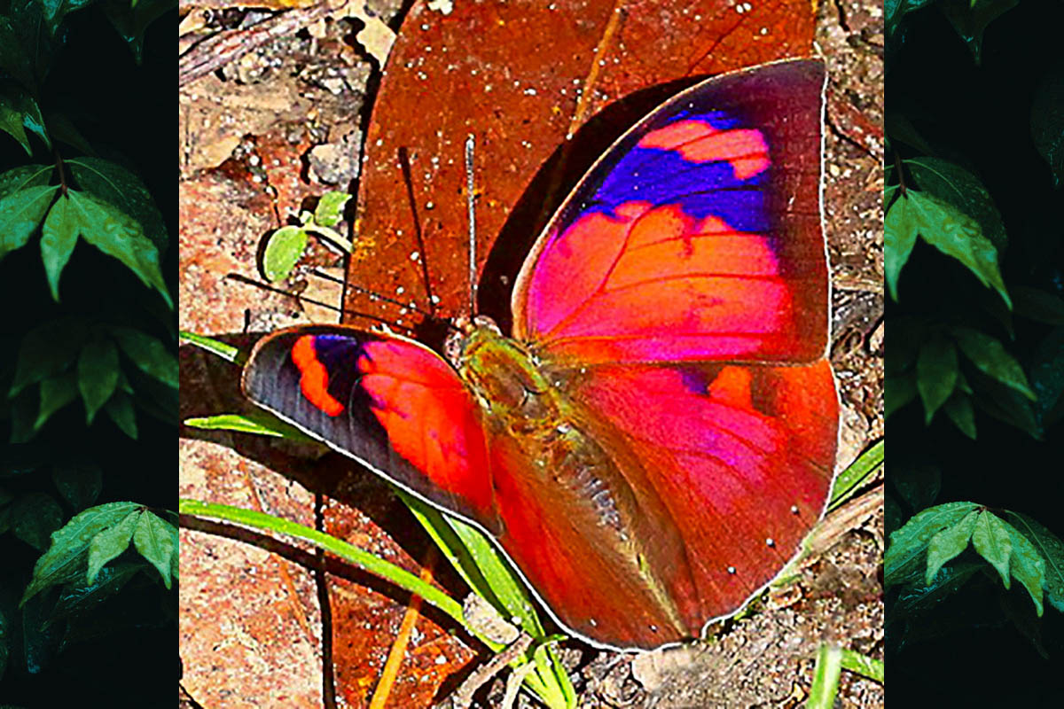 Dorsal de Fountainea ryphea phidile