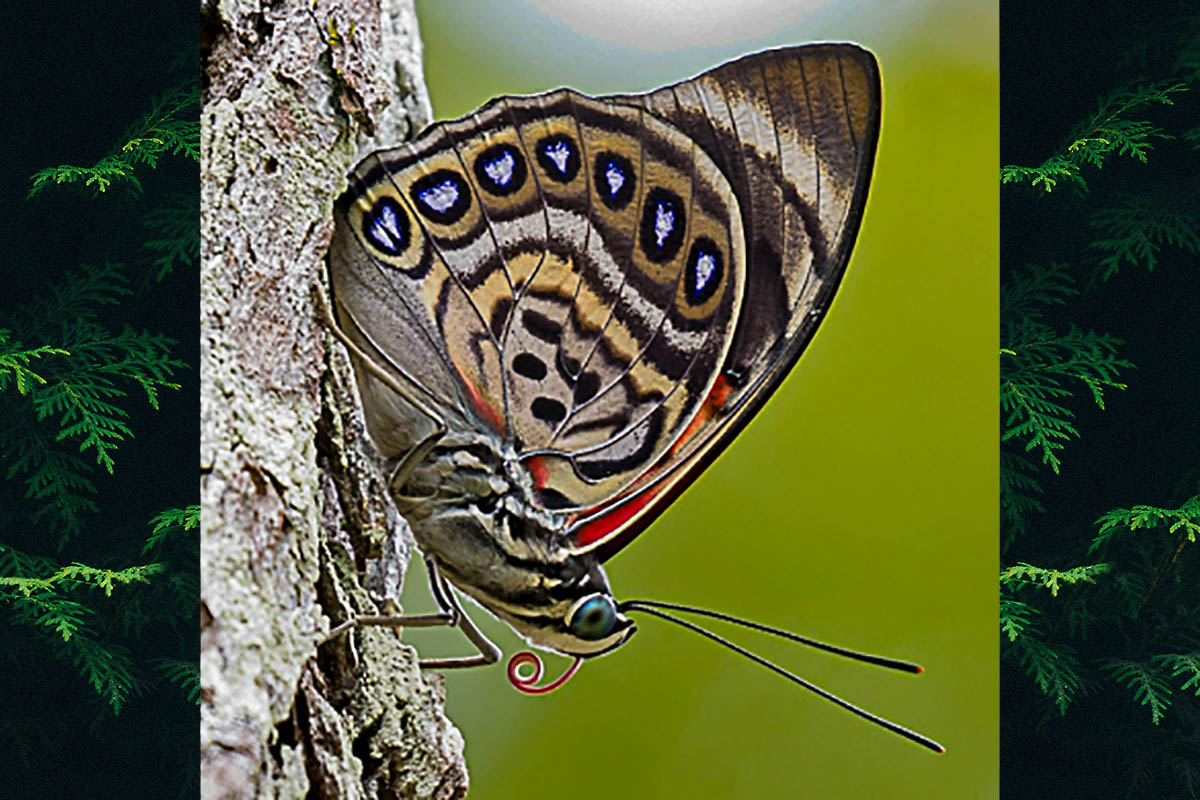 Ventral de Prepona claudina godmani