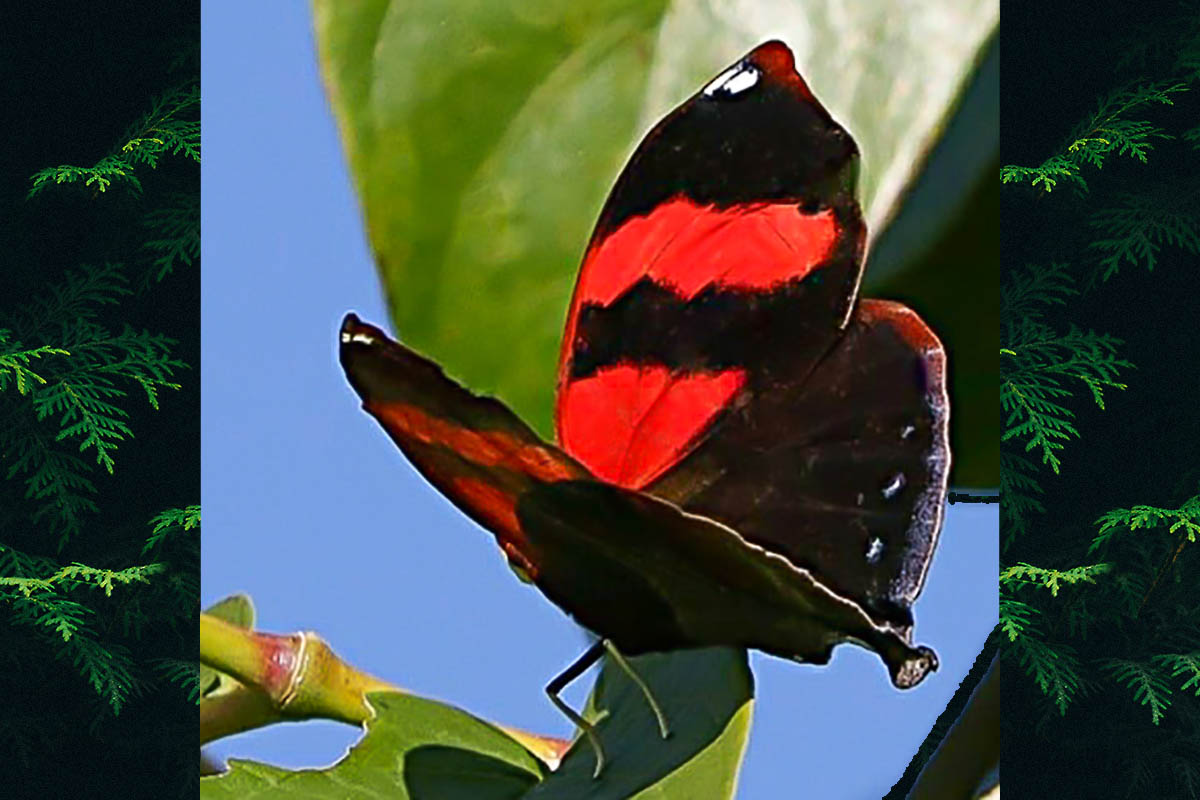 Dorsal de Siderone galanthis catarina