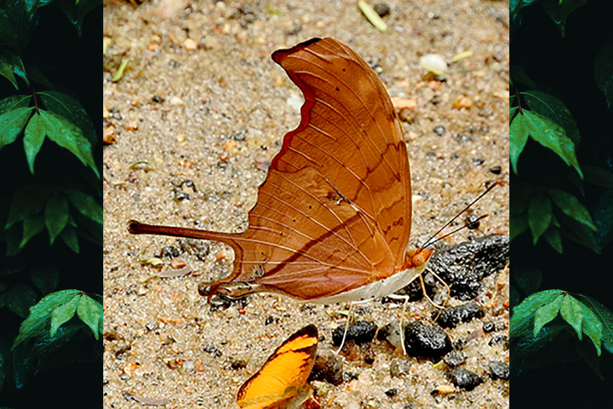 Ventral de Marpesia petreus petreus