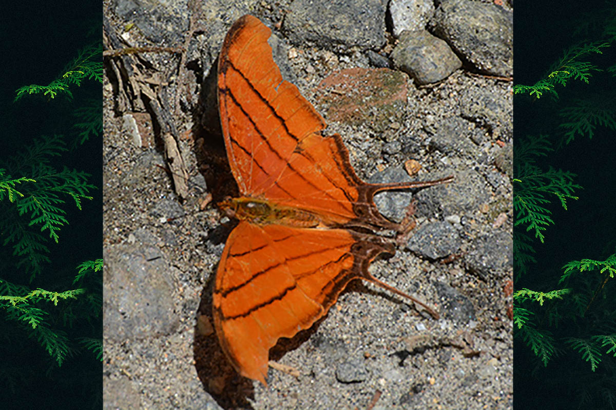 Dorsal de Marpesia petreus petreus