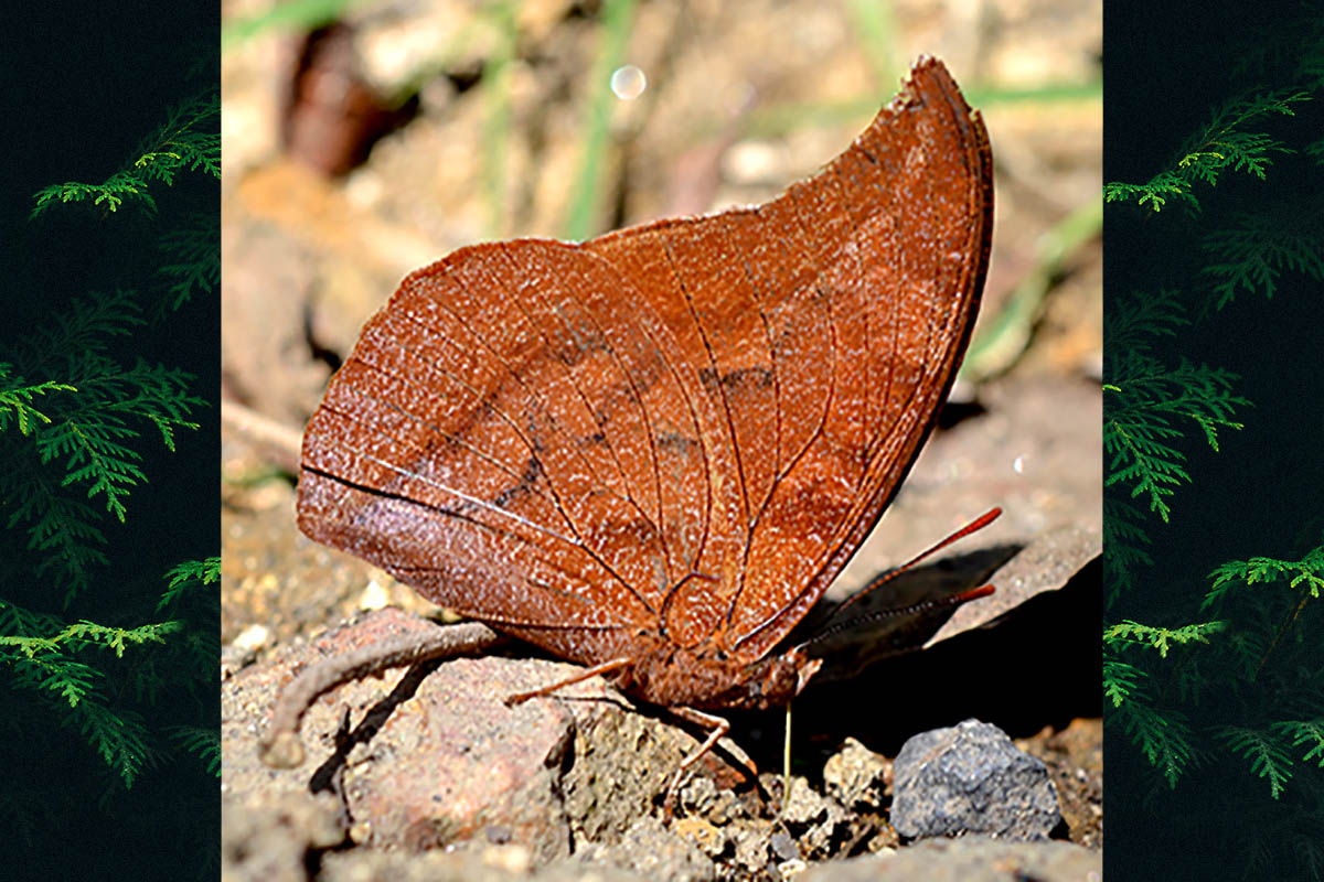 Ventral de Polygrapha suprema