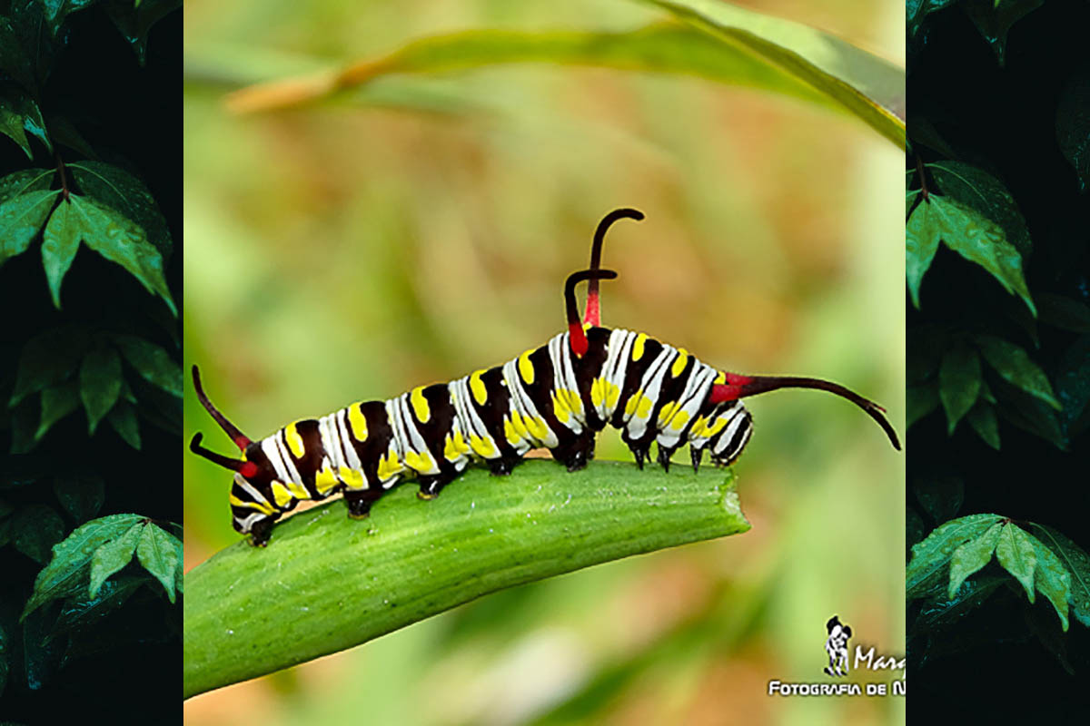 Estágio imaturo de Danaus gilippus gilippus