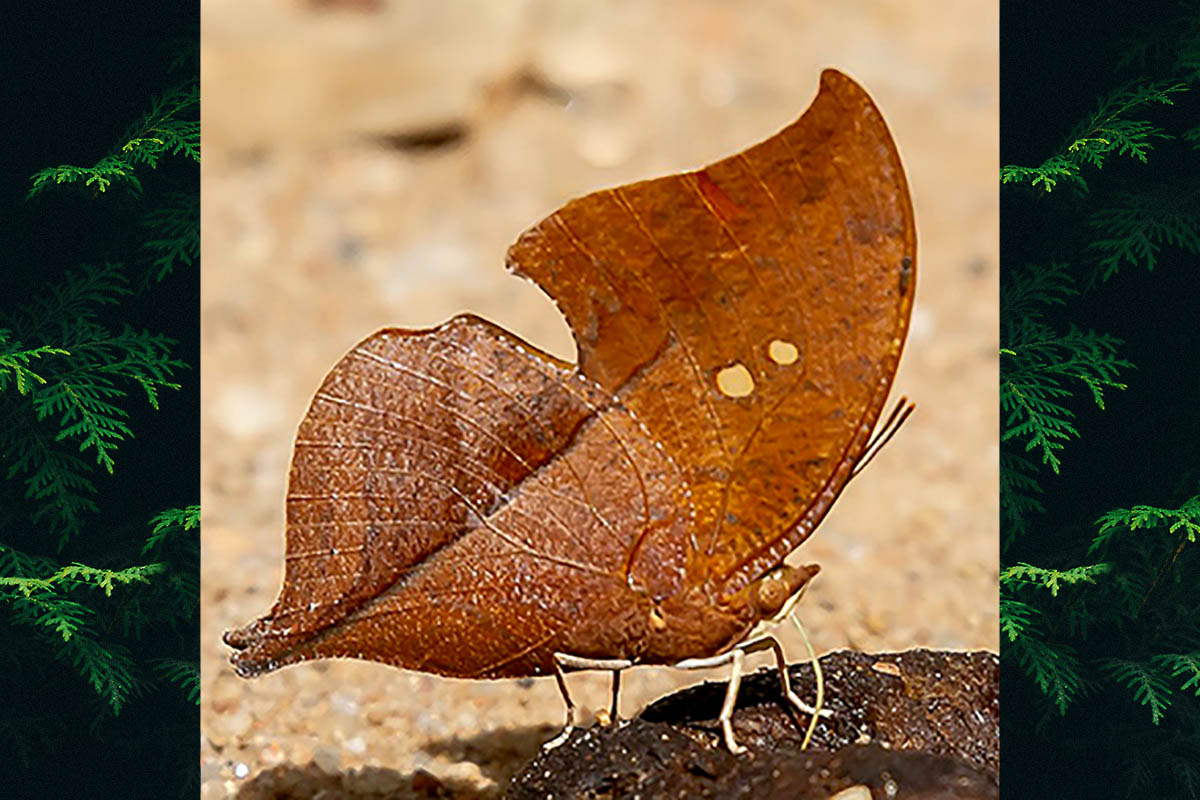 Ventral de Zaretis strigosus
