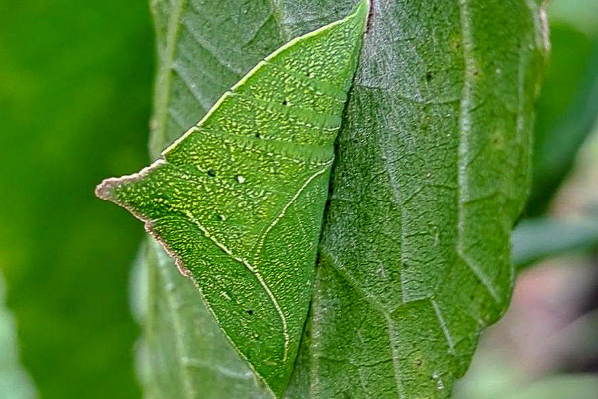 Estágio imaturo de Doxocopa laurentia laurentia
