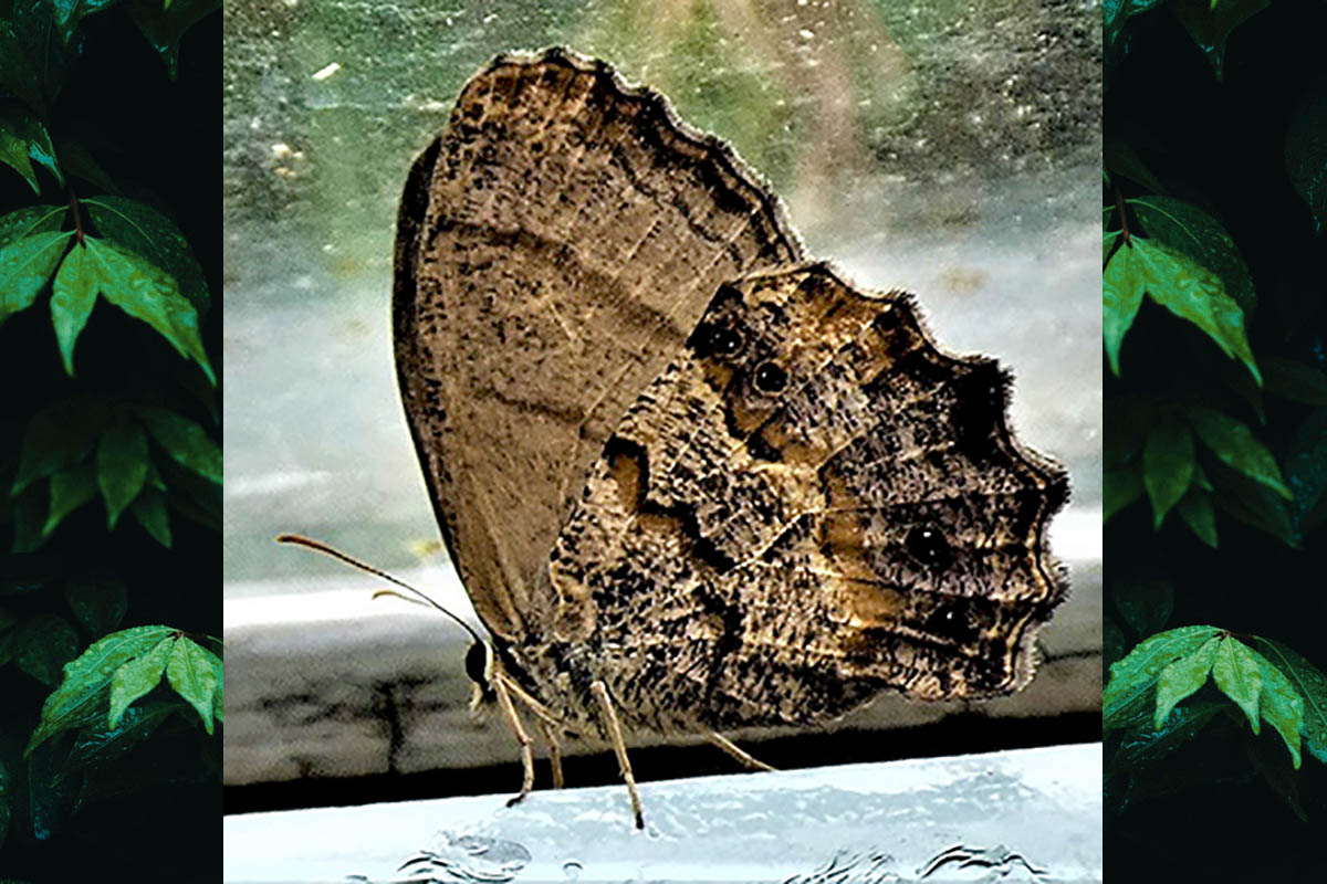 Ventral de Carminda paeon
