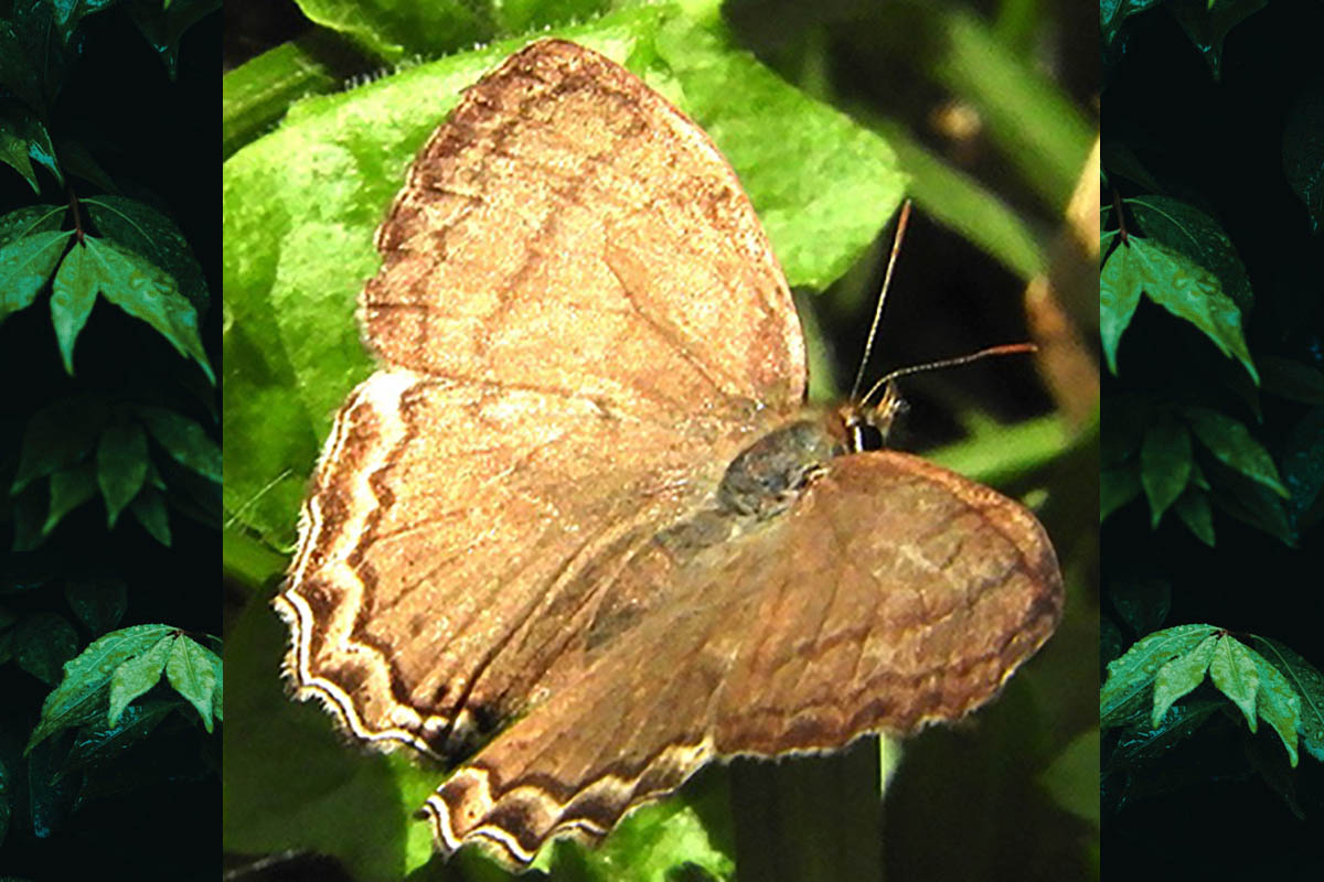 Dorsal de Carminda paeon