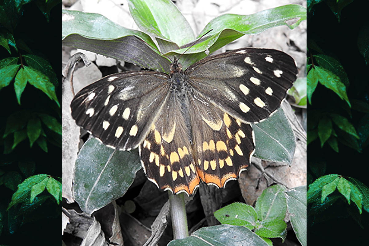 Dorsal de Foetterleia schreineri