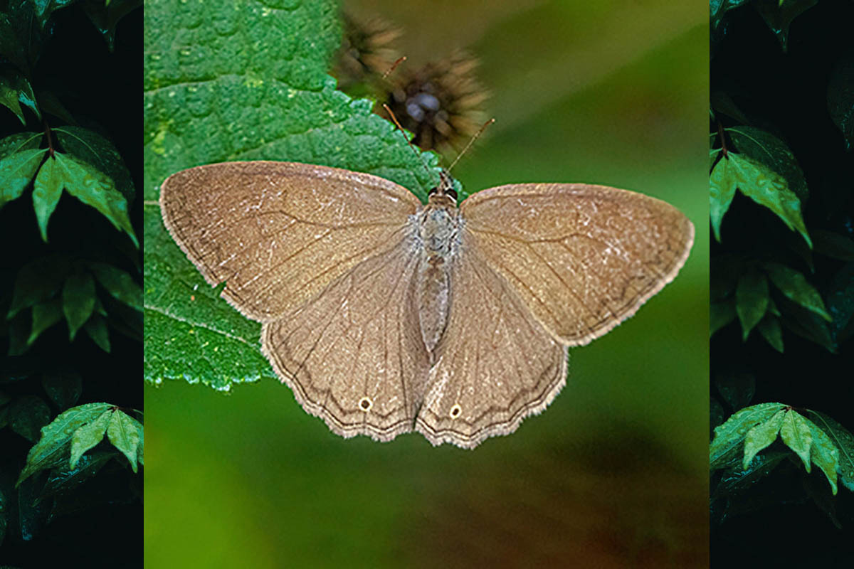 Dorsal de Cissia eous