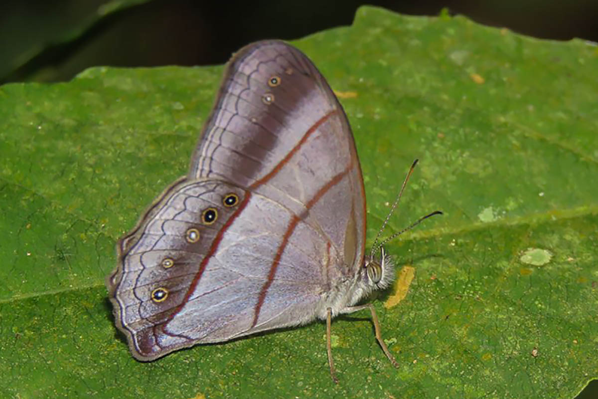 Ventral de Archeuptychia cluena