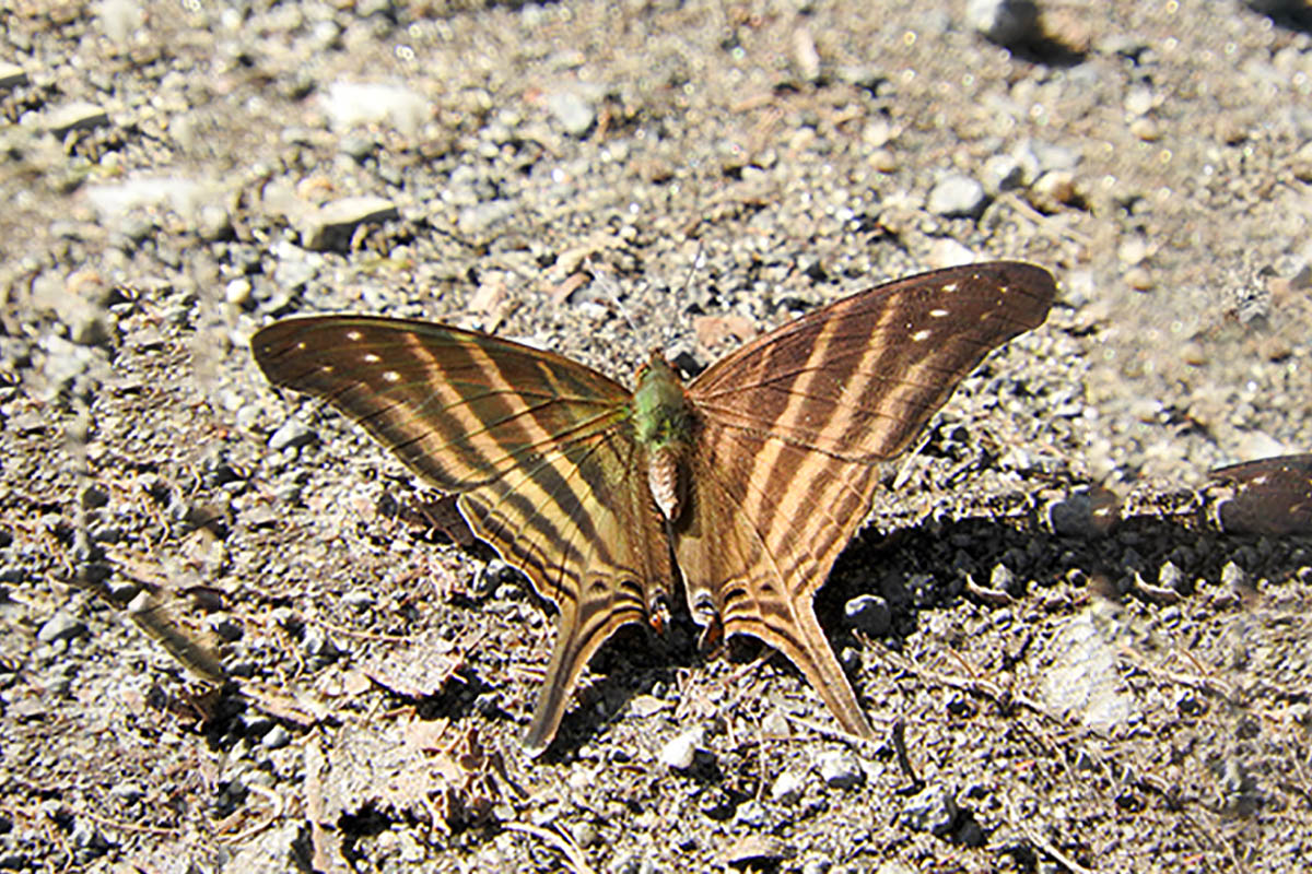 Dorsal de Marpesia chiron marius