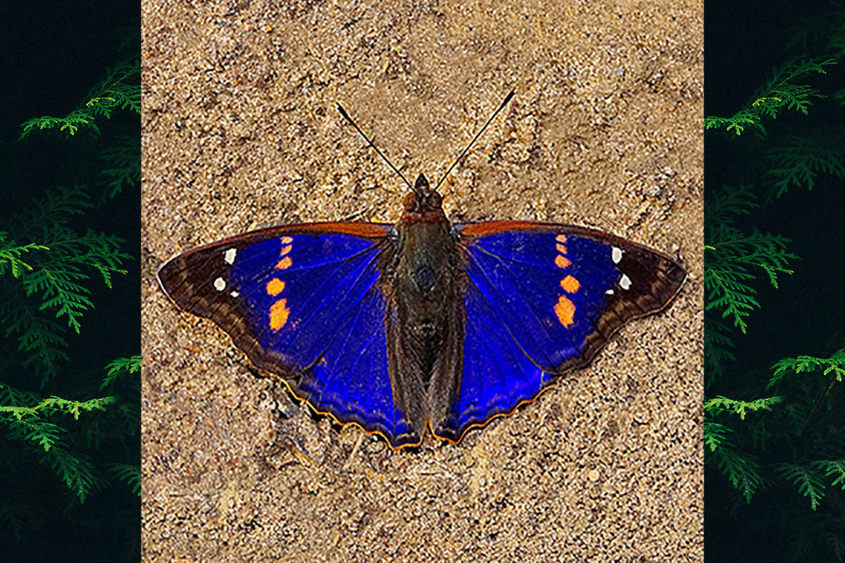 Dorsal de Doxocopa agathina vacuna