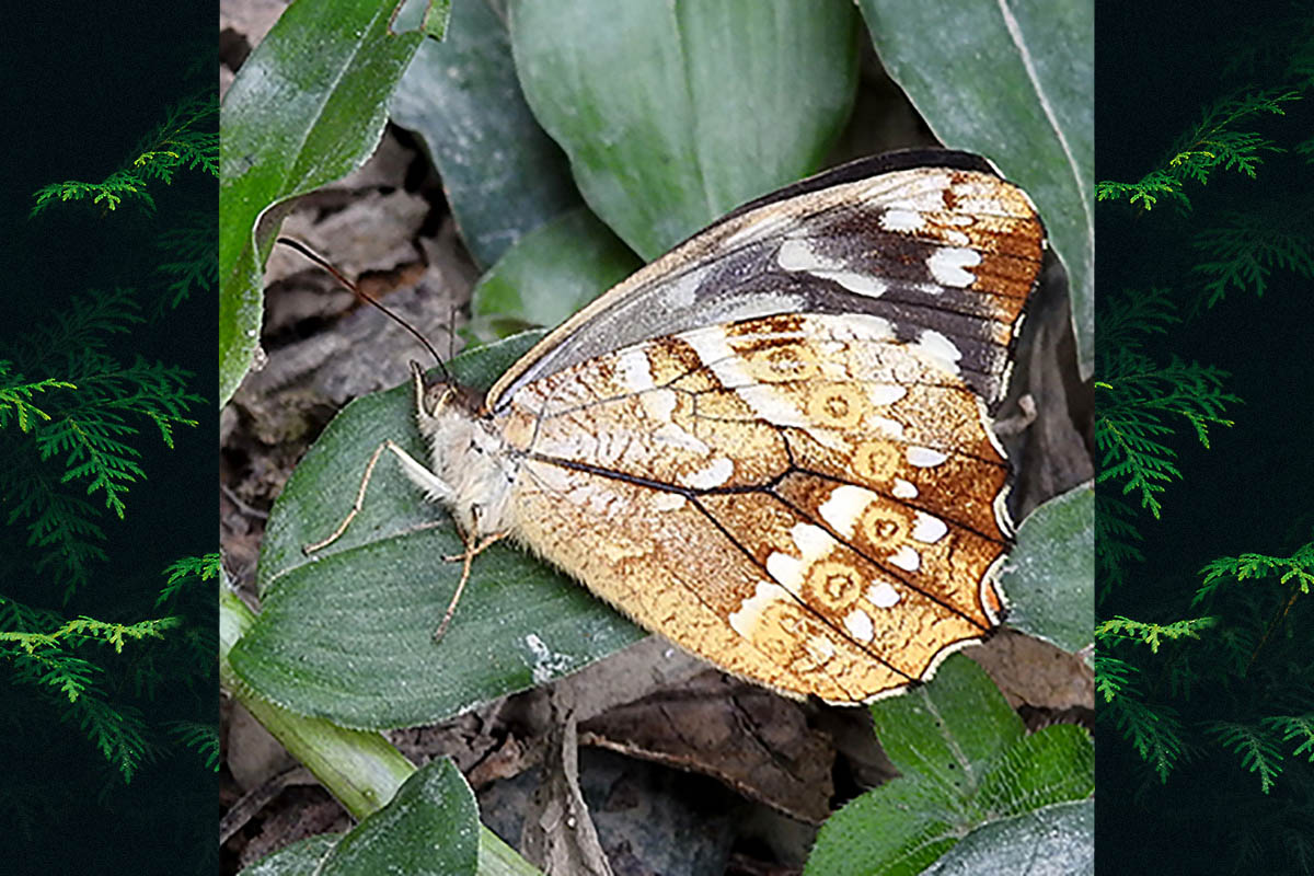 Ventral de Foetterleia schreineri