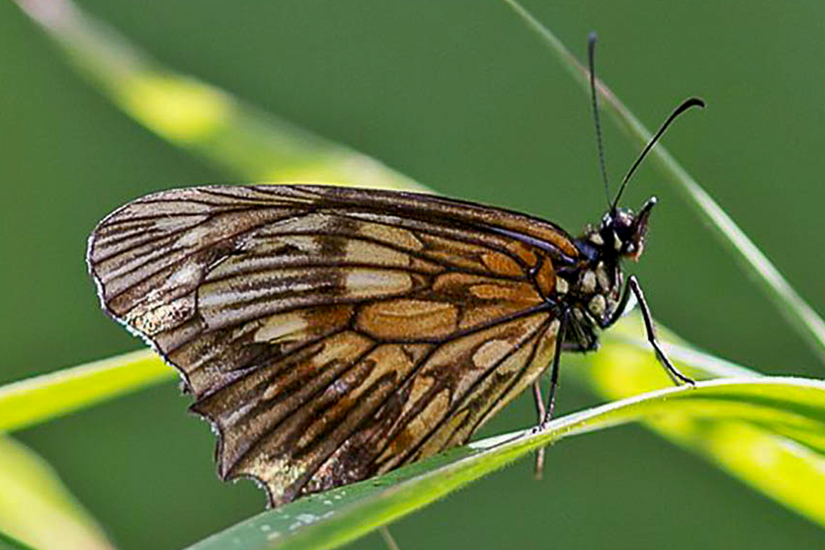 Ventral de Eteona tisiphone