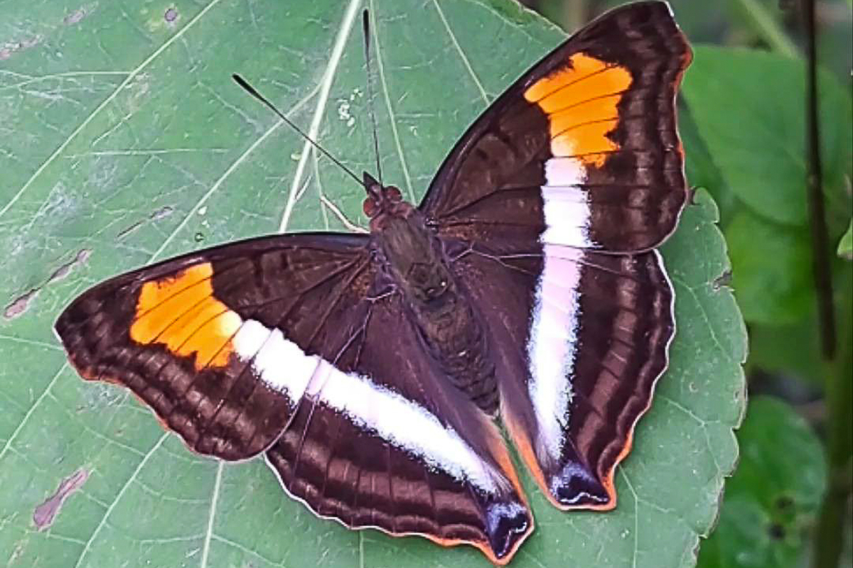 Fêmea de Doxocopa laurentia laurentia