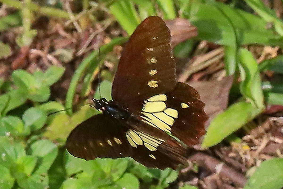 Dorsal de Eteona tisiphone