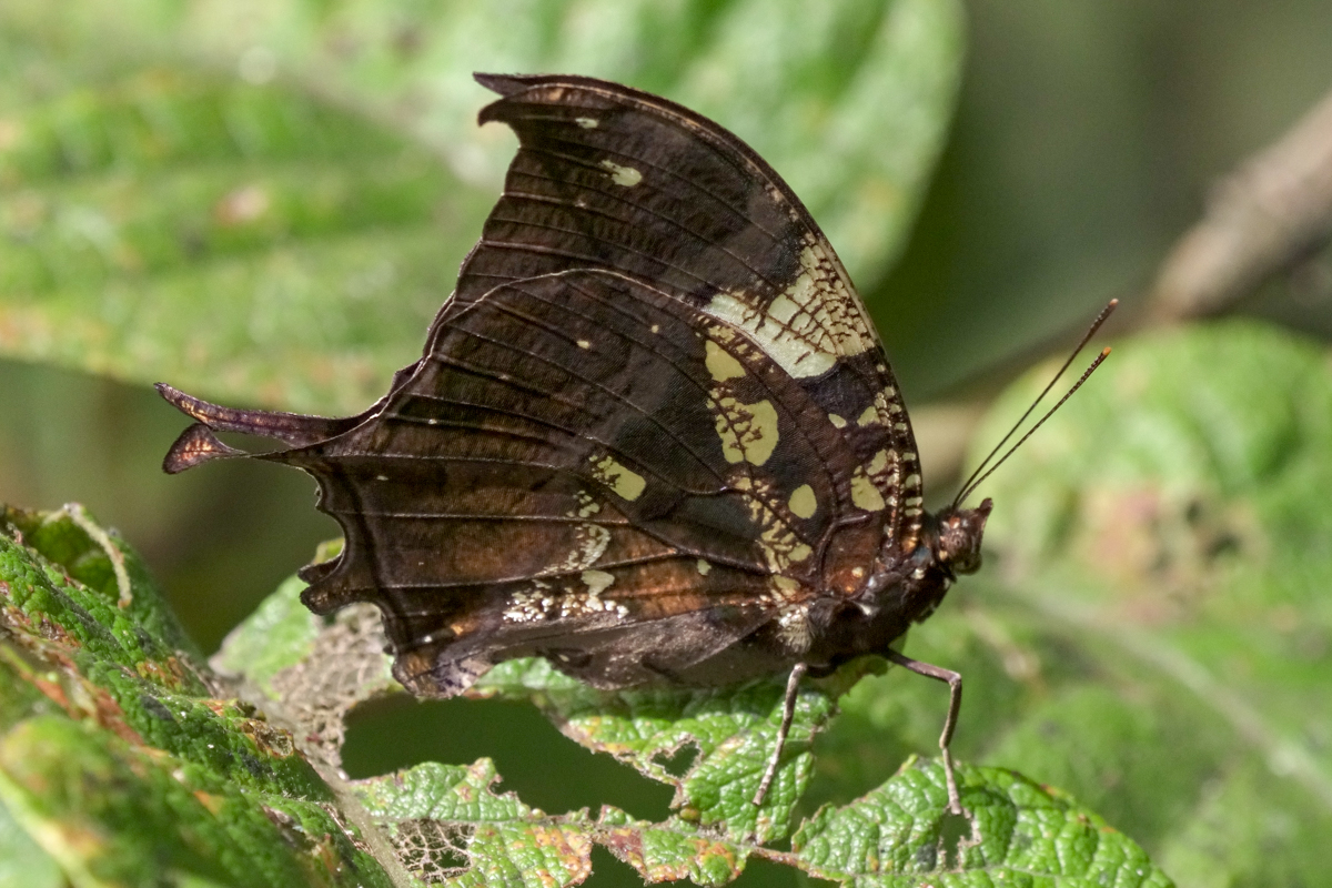 Ventral de Hypna clytemnestra huebneri