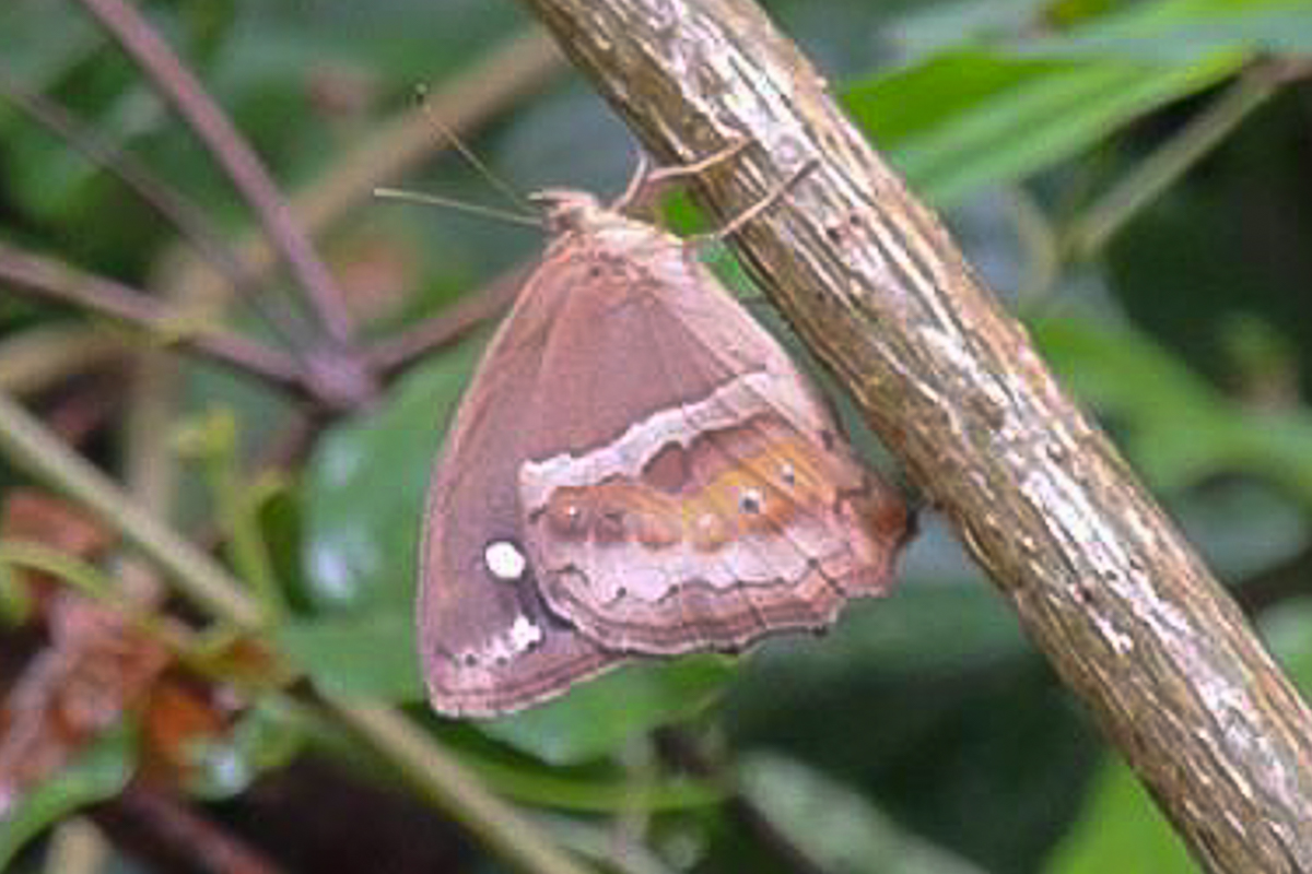Ventral de Amphidecta reynoldsi ssp.