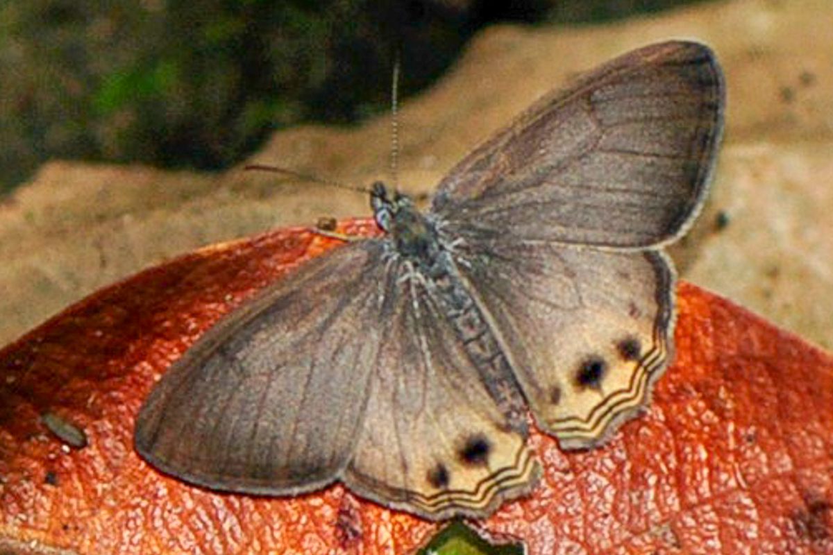 Dorsal de Argentaria hygina