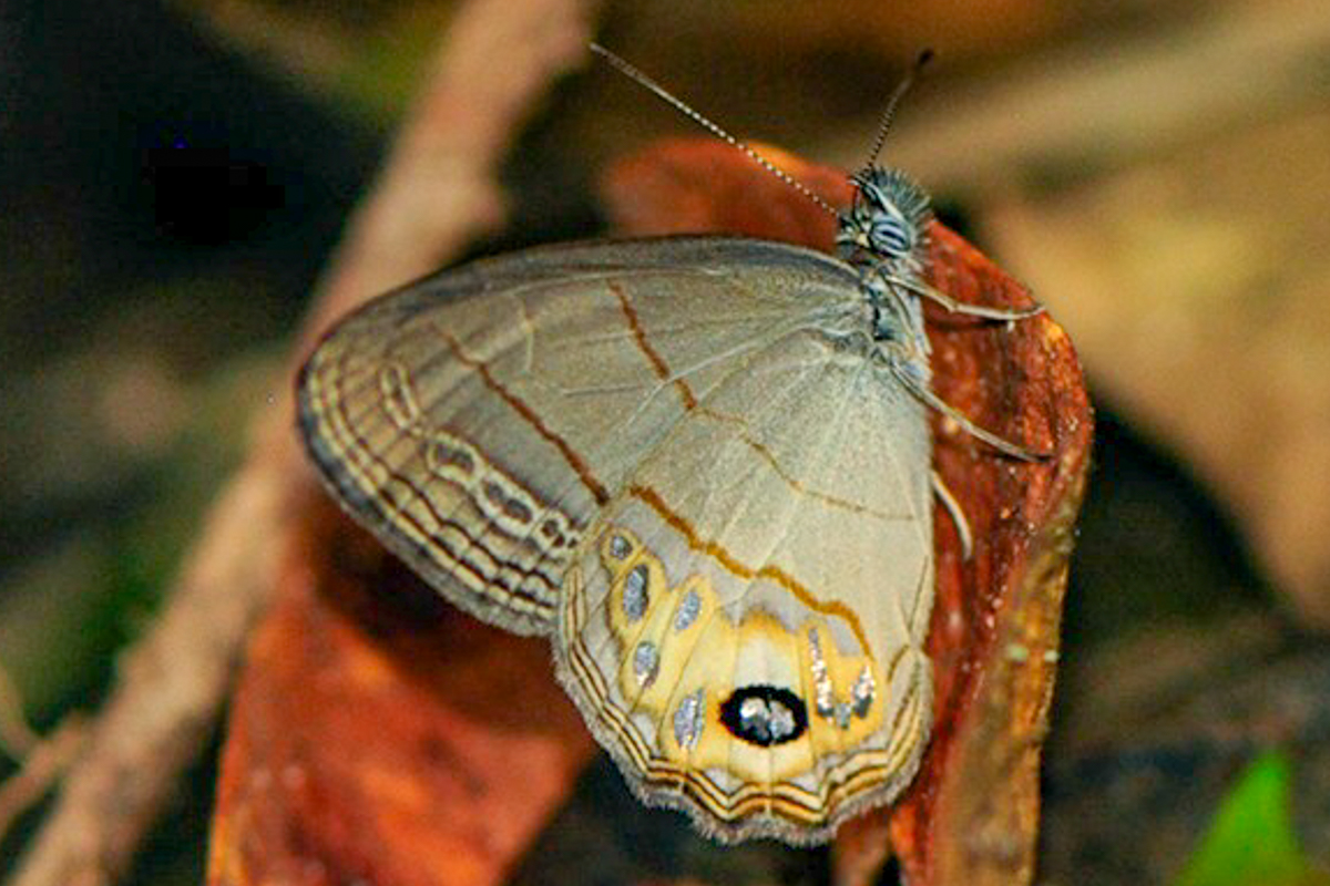 Ventral de Argentaria hygina