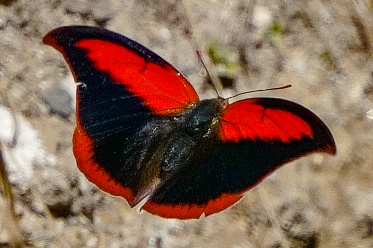Dorsal de Polygrapha suprema